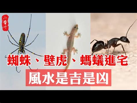 屋企蜘蛛|【香港蜘蛛